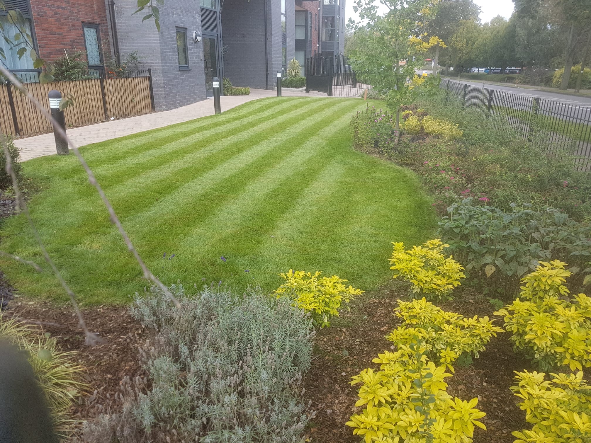 An image showing freshly laid turf with colourful plants to the side.